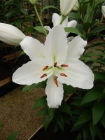 [4322 White Shores GA No02.JPG]